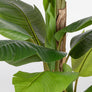 Bizzotto Τεχνητό Φυτό Μπανανιά Σε Γλάστρα 200 Εκ. Κωδικός: 0172967